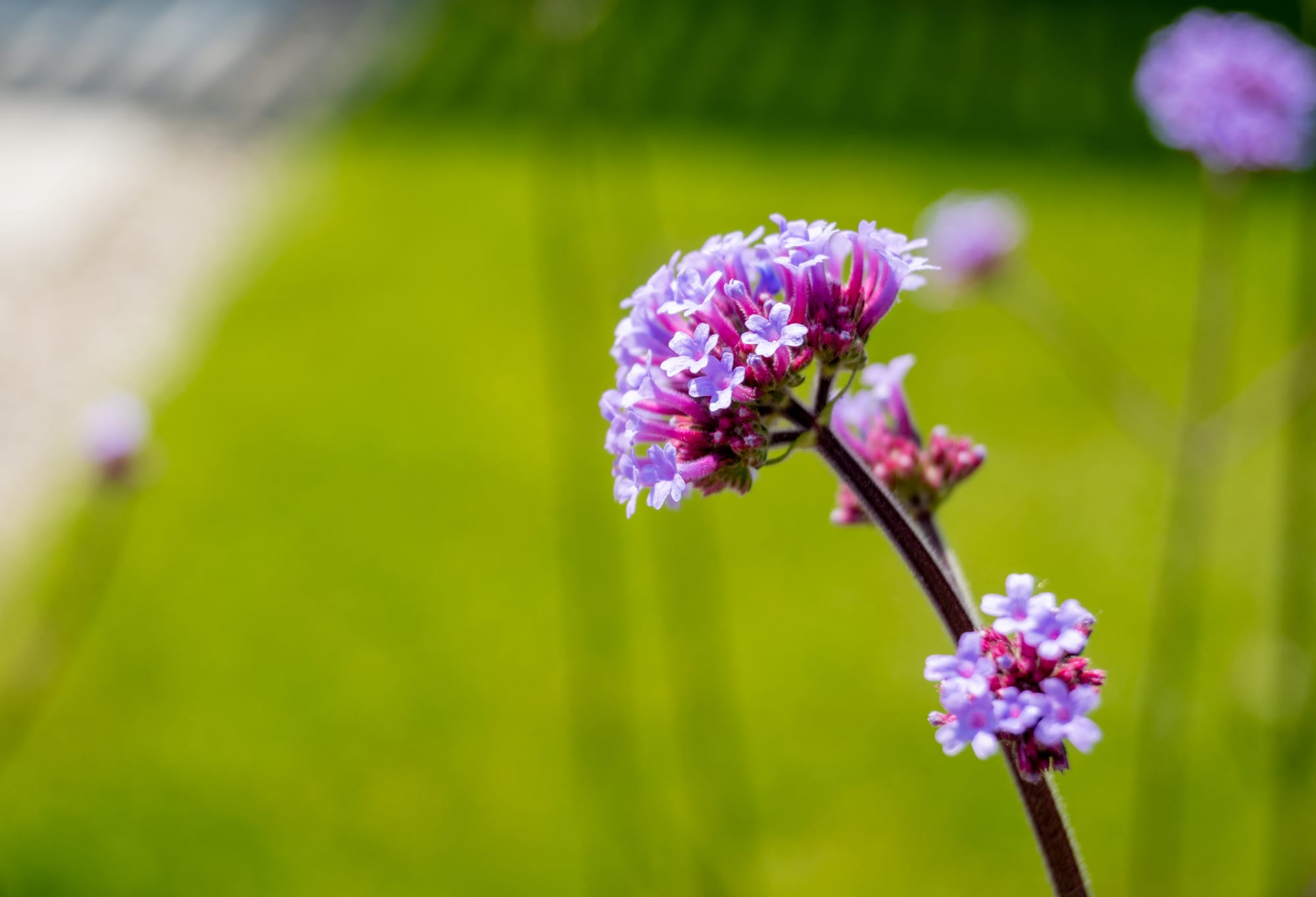 Close-up van paarse verbena (ijzerhard) in bloei in een tuin