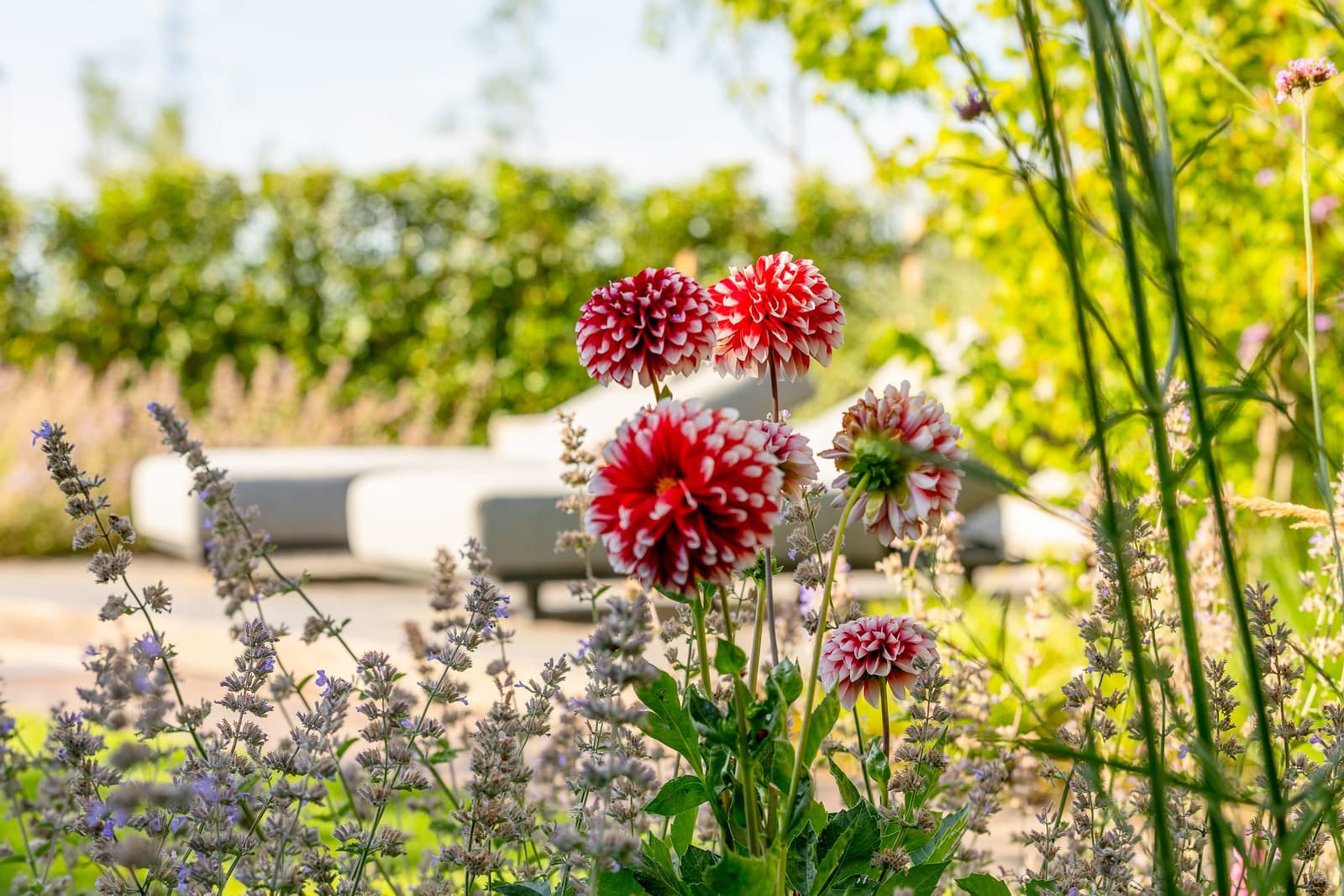 Border met rood-witte dahlia's en lavendel, met op de achtergrond een strak loungeterras
