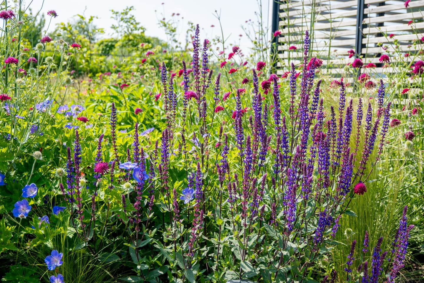 Kleurrijke vasteplantenborder met paarse salie, blauwe geraniums en siergrassen langs een houten lamellenscherm